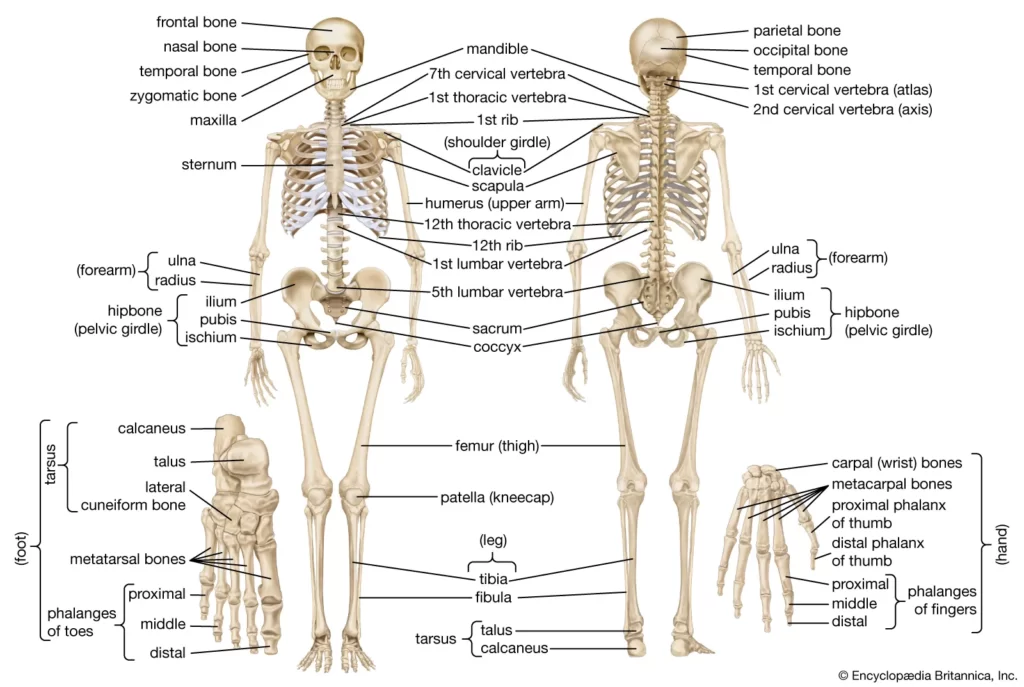 Introduction to The skeleton systems