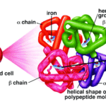 What hemoglobin is and its function?