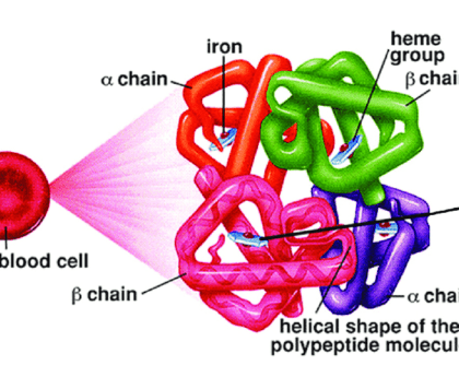 What hemoglobin is and its function?