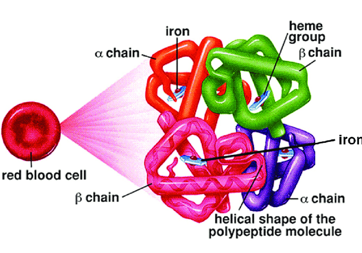 What hemoglobin is and its function?