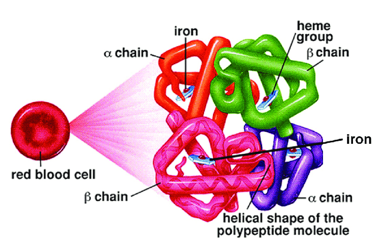 What hemoglobin is and its function?