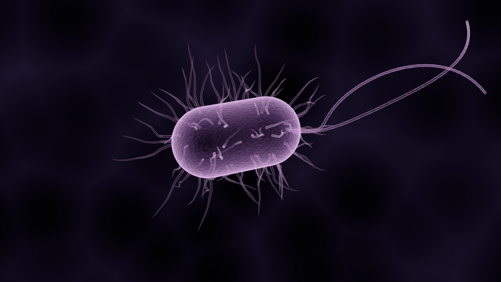 Classification of Bacteria