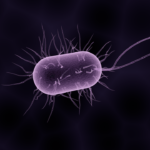 Classification of Bacteria