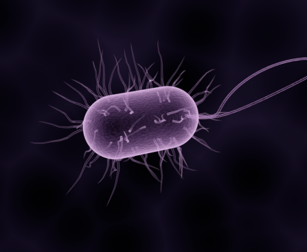 Classification of Bacteria