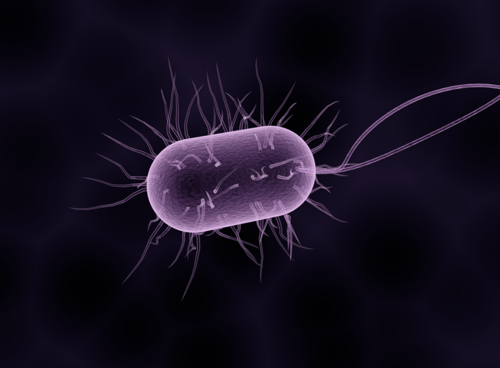 Classification of Bacteria