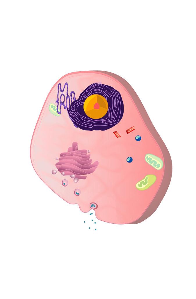 What is cells and functions?