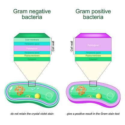 Classification of Bacteria