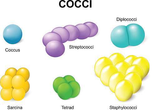 Classification of Bacteria