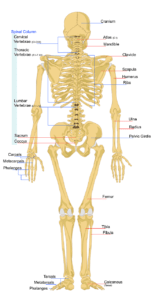 Introduction to The skeleton systems