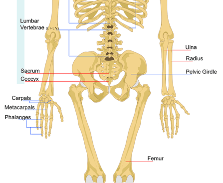 Introduction to The skeleton systems