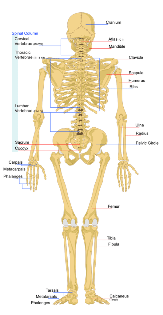 Introduction to The skeleton systems