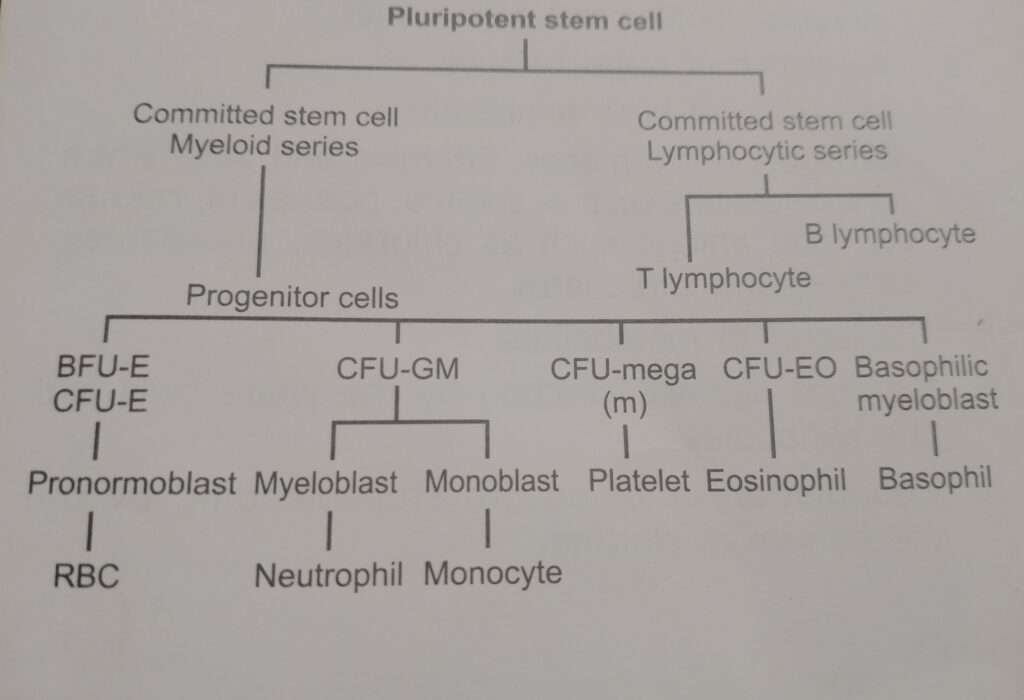 https://mltwala.com/what-is-erythropoiesis/