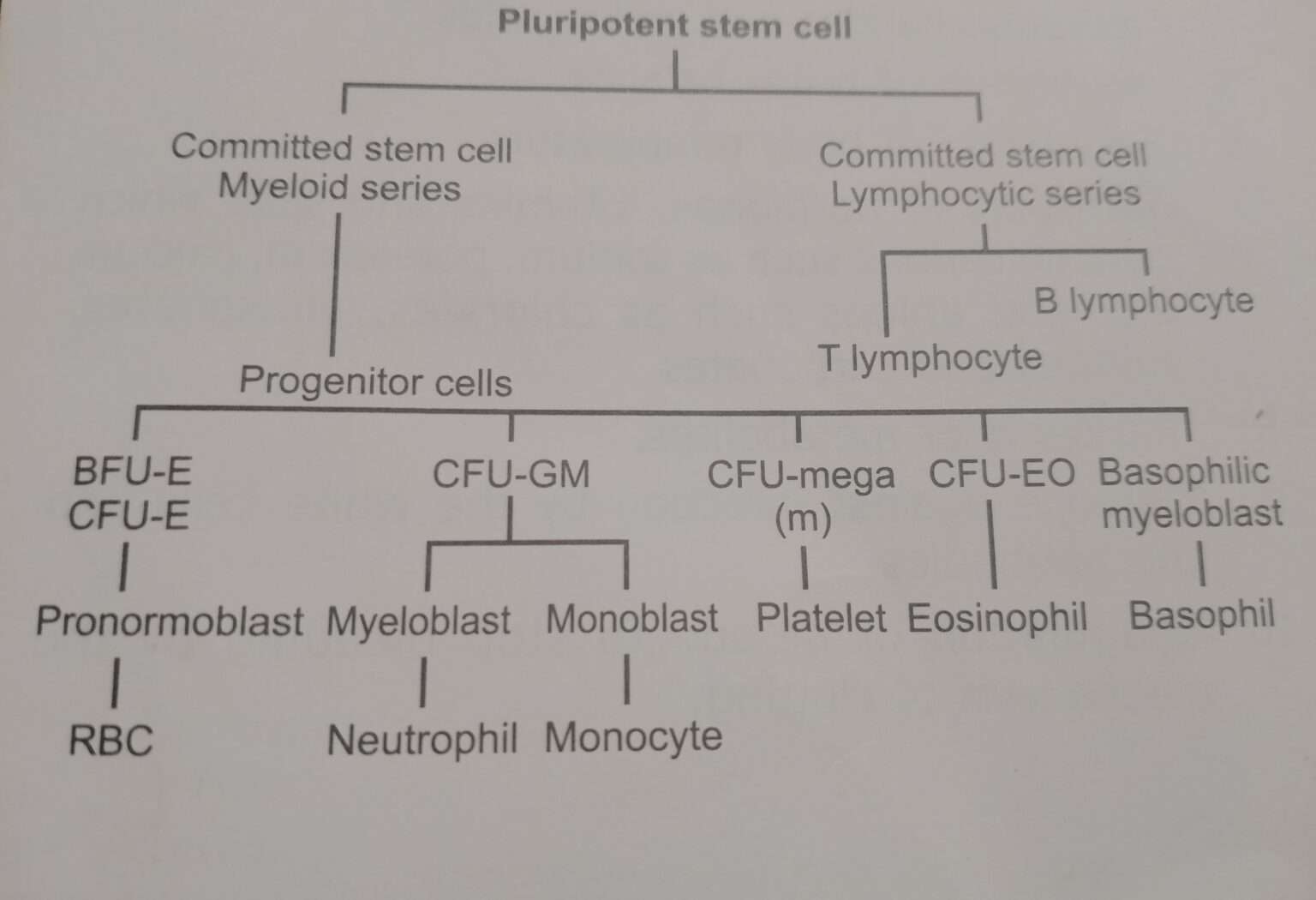 What Is Erythropoiesis Mltwala Medical Lab Technician Online Learning Platform