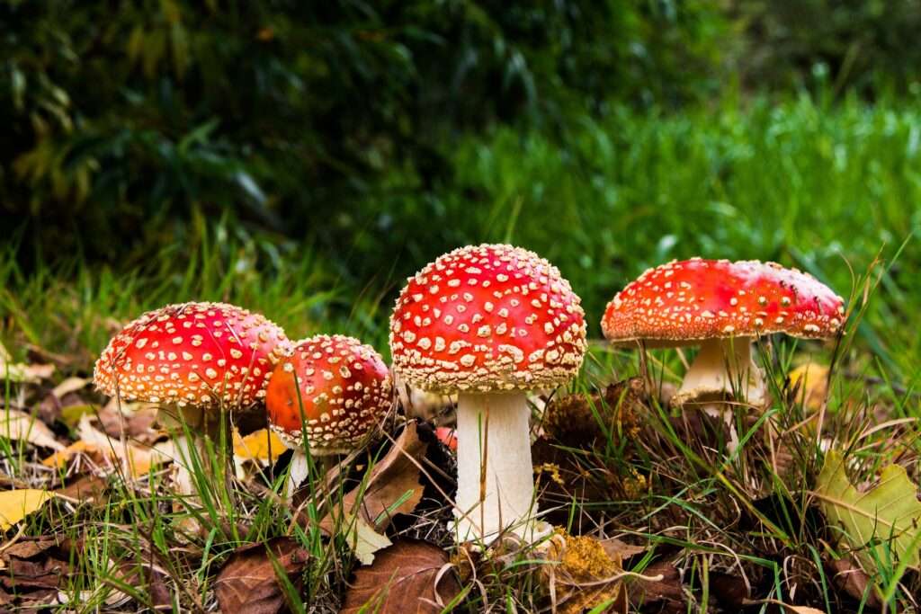 What is Fungi?