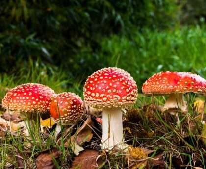 What is Fungi?