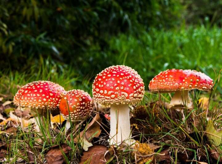 What is Fungi?