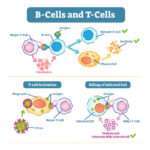 Antigen and Antibody Reaction