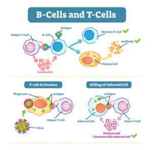 Antigen and Antibody Reaction