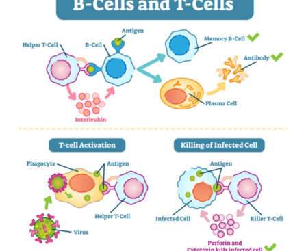 Antigen and Antibody Reaction