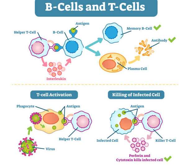 Antigen and Antibody Reaction