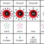 ABO Blood Group System