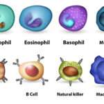 Differential Leukocyte count ( DLC )