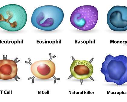 Differential Leukocyte count ( DLC )