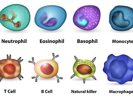 Differential Leukocyte count ( DLC )