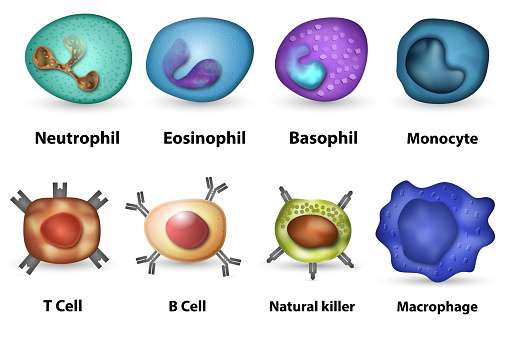 Differential Leukocyte count ( DLC )