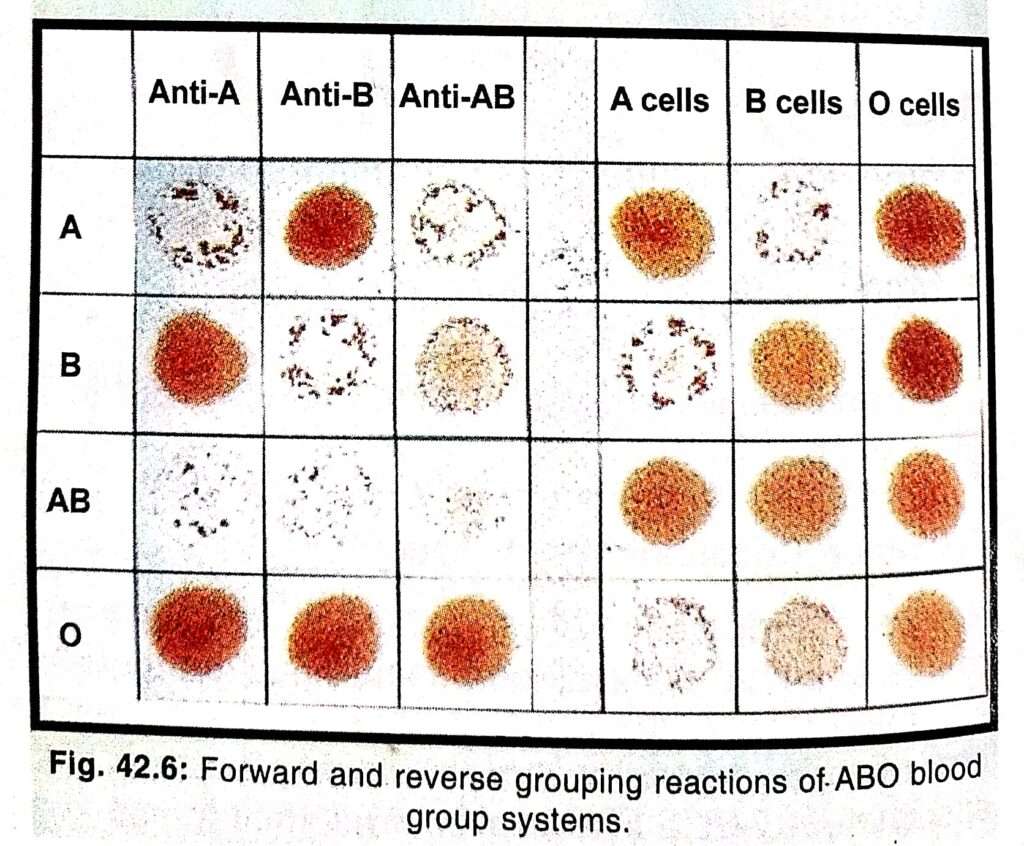 Blood Group Testing 