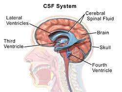 Cerebrospinal fluid (CSF) Analysis