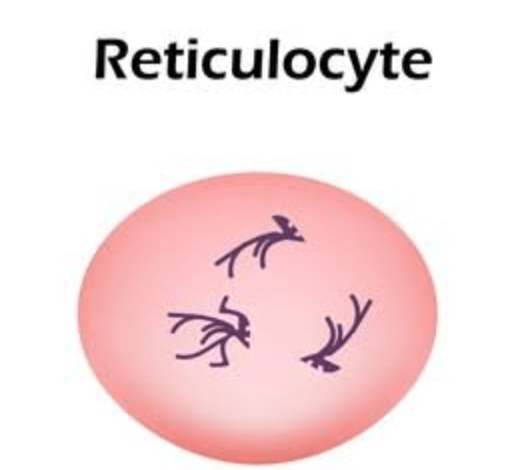 Reticulocyte Count Test 