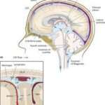 Cerebrospinal fluid (CSF) Analysis