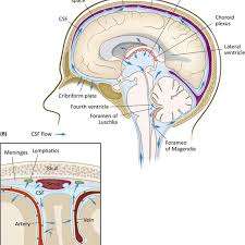 Cerebrospinal fluid (CSF) Analysis