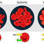 Osmotic Fragility Test Of Erythrocyte