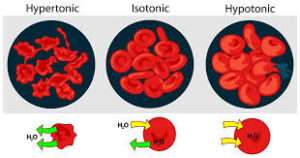 Osmotic Fragility Test Of Erythrocyte