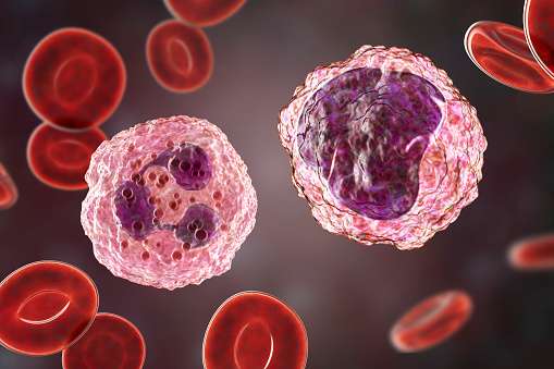 Differential Leukocyte count ( DLC ) 